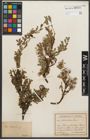 Foto von Salix retusa L.